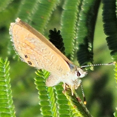 Nacaduba biocellata (Two-spotted Line-Blue) at Bungendore, NSW - 18 Dec 2024 by clarehoneydove