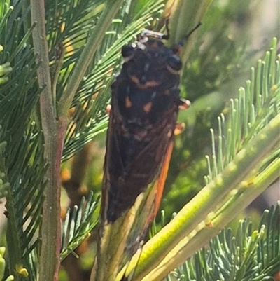 Galanga labeculata (Double-spotted cicada) at Bungendore, NSW - 18 Dec 2024 by clarehoneydove