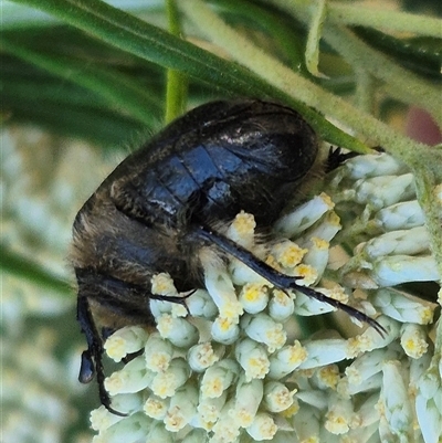 Bisallardiana gymnopleura (Brown flower chafer) at Bungendore, NSW - 18 Dec 2024 by clarehoneydove
