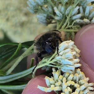 Bisallardiana gymnopleura at Bungendore, NSW - 18 Dec 2024 05:06 PM