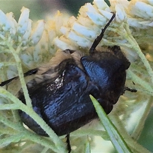 Bisallardiana gymnopleura at Bungendore, NSW - 18 Dec 2024 05:06 PM