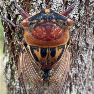 Thopha saccata at Bonny Hills, NSW - 18 Dec 2024