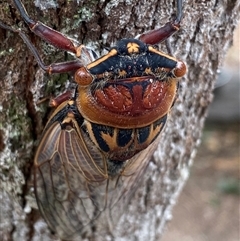 Thopha saccata at Bonny Hills, NSW - 18 Dec 2024