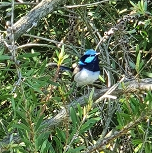 Malurus cyaneus at Bowning, NSW - 18 Dec 2024 05:56 PM