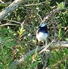 Malurus cyaneus at Bowning, NSW - 18 Dec 2024 05:56 PM