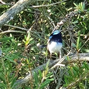 Malurus cyaneus at Bowning, NSW - 18 Dec 2024 05:56 PM