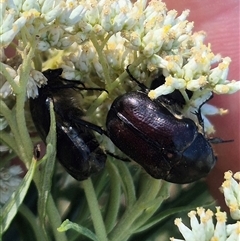 Unidentified Scarab beetle (Scarabaeidae) at Bungendore, NSW - 18 Dec 2024 by clarehoneydove