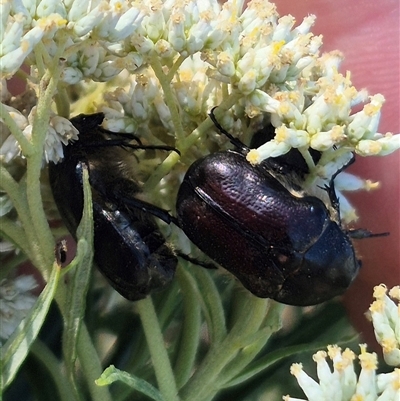 Bisallardiana gymnopleura (Brown flower chafer) at Bungendore, NSW - 18 Dec 2024 by clarehoneydove