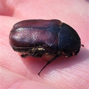 Bisallardiana gymnopleura at Bungendore, NSW - 18 Dec 2024 05:23 PM