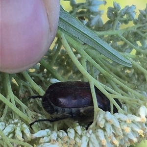 Bisallardiana gymnopleura at Bungendore, NSW - 18 Dec 2024 05:23 PM