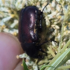 Bisallardiana gymnopleura at Bungendore, NSW - 18 Dec 2024 05:23 PM