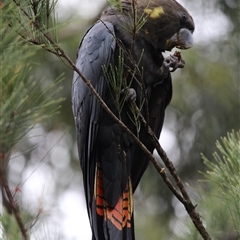 Calyptorhynchus lathami lathami (Glossy Black-Cockatoo) at Mittagong, NSW - 1 Feb 2021 by GITM3