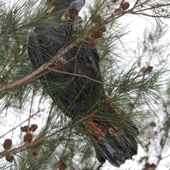 Calyptorhynchus lathami lathami at Mittagong, NSW - 1 Feb 2021