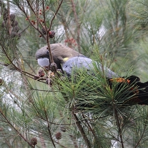 Calyptorhynchus lathami lathami at Mittagong, NSW - suppressed