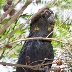 Calyptorhynchus lathami lathami (Glossy Black-Cockatoo) at Mittagong, NSW - 3 Feb 2021 by GITM3