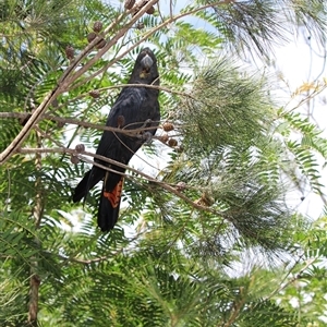 Calyptorhynchus lathami lathami at Mittagong, NSW - suppressed