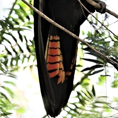 Calyptorhynchus lathami lathami at Mittagong, NSW - suppressed