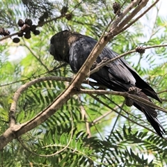 Calyptorhynchus lathami lathami at Mittagong, NSW - suppressed