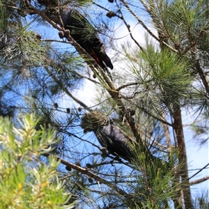 Calyptorhynchus lathami lathami at Mittagong, NSW - suppressed