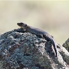 Egernia cunninghami (Cunningham's Skink) at Richardson, ACT - 18 Dec 2024 by RomanSoroka