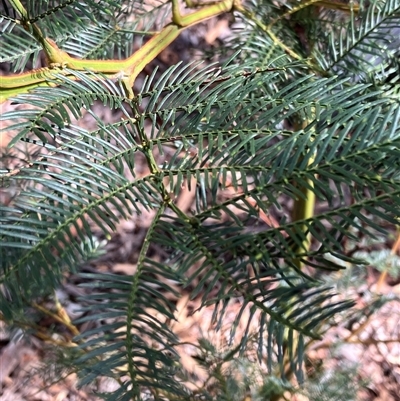 Acacia decurrens (Green Wattle) at Crace, ACT - 18 Dec 2024 by strigo