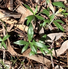 Ranunculus papulentus (Large River Buttercup) at Crace, ACT - 17 Dec 2024 by strigo