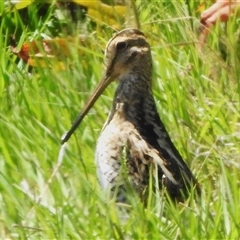 Gallinago hardwickii (Latham's Snipe) at Fyshwick, ACT - 18 Dec 2024 by JohnBundock