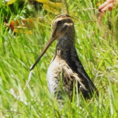 Gallinago hardwickii (Latham's Snipe) at Fyshwick, ACT - 18 Dec 2024 by JohnBundock