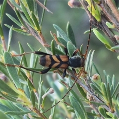 Aridaeus thoracicus (Tiger Longicorn Beetle) at Bungendore, NSW - 18 Dec 2024 by clarehoneydove