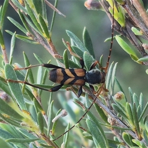 Aridaeus thoracicus at Bungendore, NSW - 18 Dec 2024