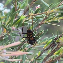 Aridaeus thoracicus at Bungendore, NSW - 18 Dec 2024