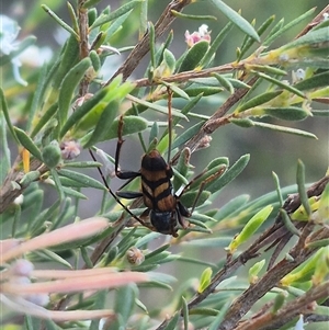 Aridaeus thoracicus at Bungendore, NSW - 18 Dec 2024