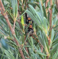 Aridaeus thoracicus at Bungendore, NSW - 18 Dec 2024