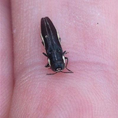 Agrilus hypoleucus (Hypoleucus jewel beetle) at Bungendore, NSW - 18 Dec 2024 by clarehoneydove