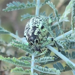 Chrysolopus spectabilis (Botany Bay Weevil) at Bungendore, NSW - 18 Dec 2024 by clarehoneydove