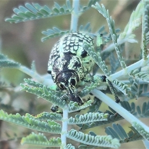 Chrysolopus spectabilis at Bungendore, NSW - suppressed