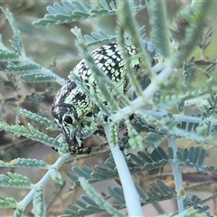 Chrysolopus spectabilis at Bungendore, NSW - suppressed