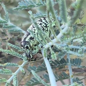 Chrysolopus spectabilis at Bungendore, NSW - suppressed