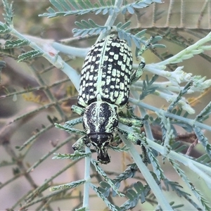 Chrysolopus spectabilis at Bungendore, NSW - suppressed