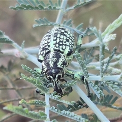 Chrysolopus spectabilis at Bungendore, NSW - suppressed