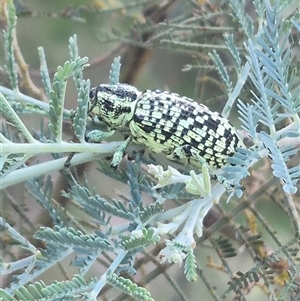 Chrysolopus spectabilis at Bungendore, NSW - suppressed