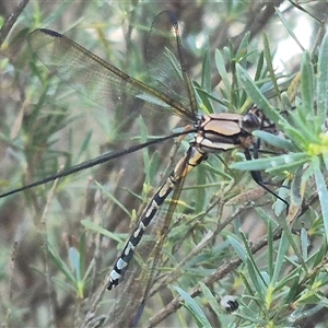 Diphlebia nymphoides at Bungendore, NSW - 18 Dec 2024