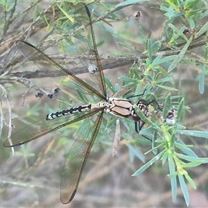 Diphlebia nymphoides at Bungendore, NSW - 18 Dec 2024