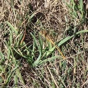 Diplacodes melanopsis at Wodonga, VIC - 15 Dec 2024