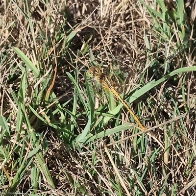 Diplacodes melanopsis at Wodonga, VIC - 14 Dec 2024 by KylieWaldon