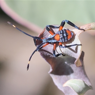 Amorbus robustus (Eucalyptus Tip-wilter Bug) at Wodonga, VIC - 15 Dec 2024 by KylieWaldon