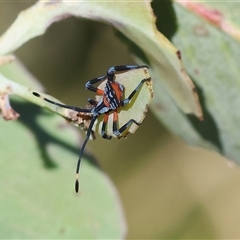 Amorbus robustus at Wodonga, VIC - 15 Dec 2024 07:56 AM