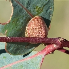 Unidentified Leaf beetle (Chrysomelidae) at Wodonga, VIC - 14 Dec 2024 by KylieWaldon