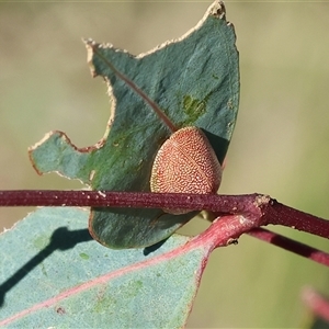 Paropsis atomaria at Wodonga, VIC - 15 Dec 2024 07:58 AM