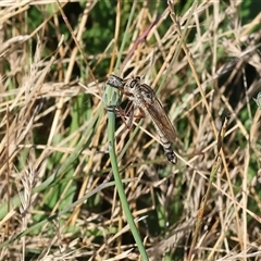 Unidentified Robber fly (Asilidae) at Wodonga, VIC - 15 Dec 2024 by KylieWaldon